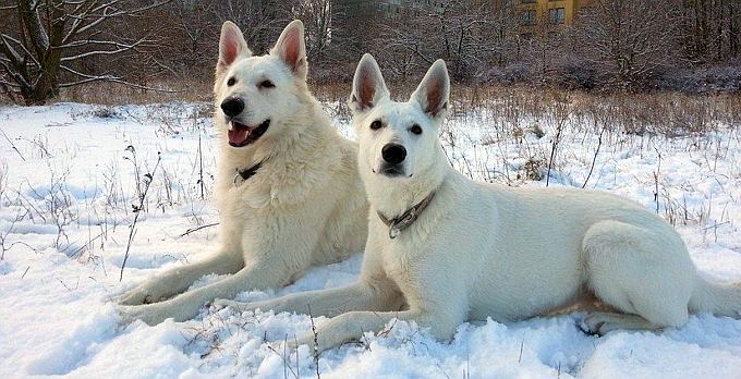 Alina und Leroy - Weisser Schweizer Schferhund